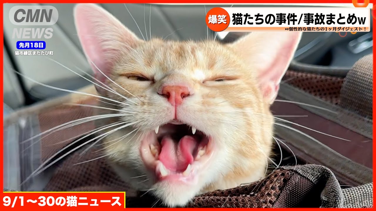 猫たちのリアルな事件/事故ニュースまとめww(9月1日〜30日)