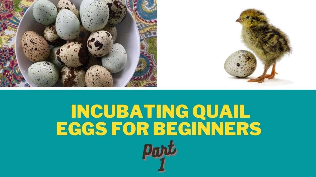 Incubating Quail Eggs for Beginners- obtaining eggs, incubating and candling