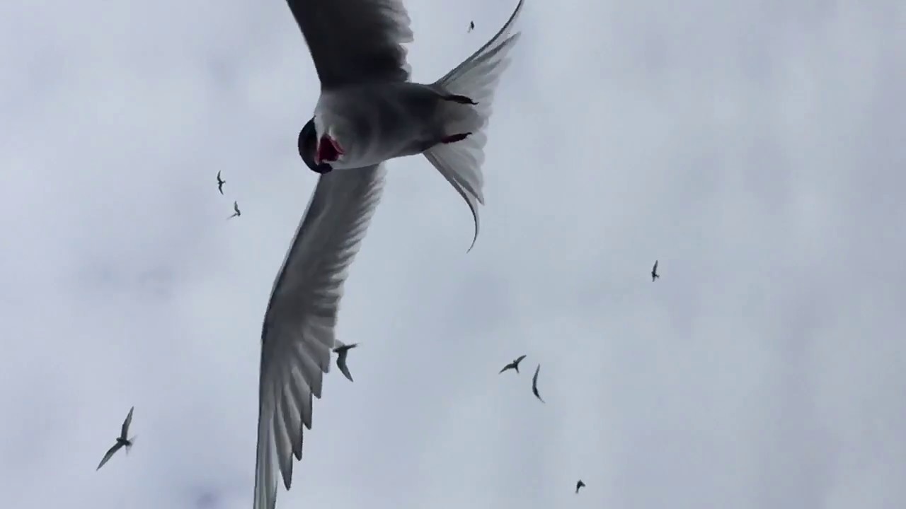 An Arctic Tern diving (in slow motion) at the camera in northwest Greenland
