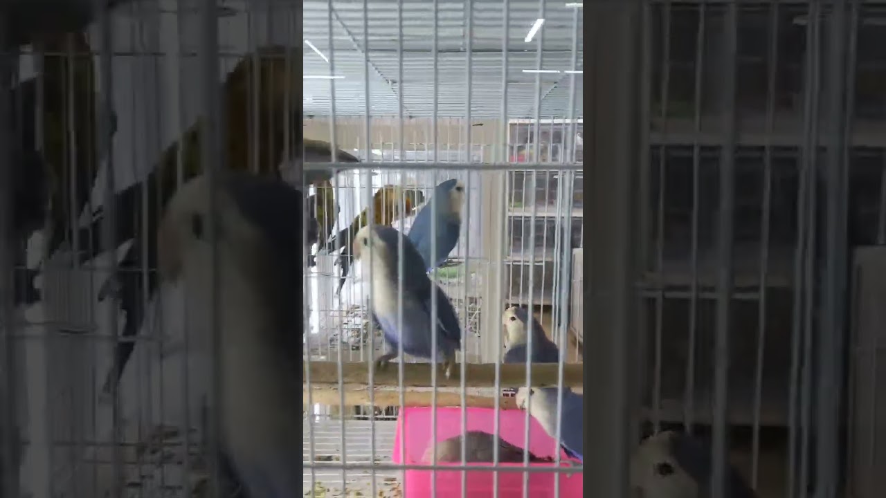 Exotic pet 😍 birds 🐦 at Sharjah bird market 
