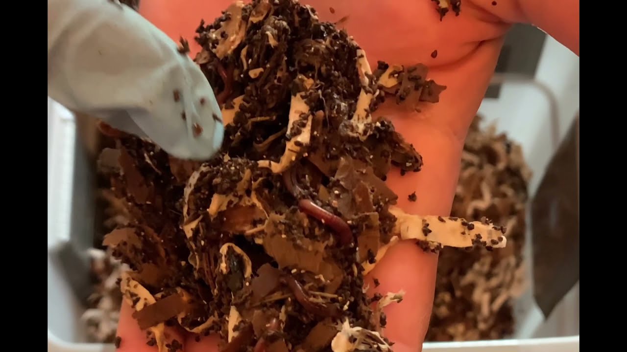 Office paper vs shredded cardboard? Tiny Worm Bin feeding & discussion on what, how much & why.