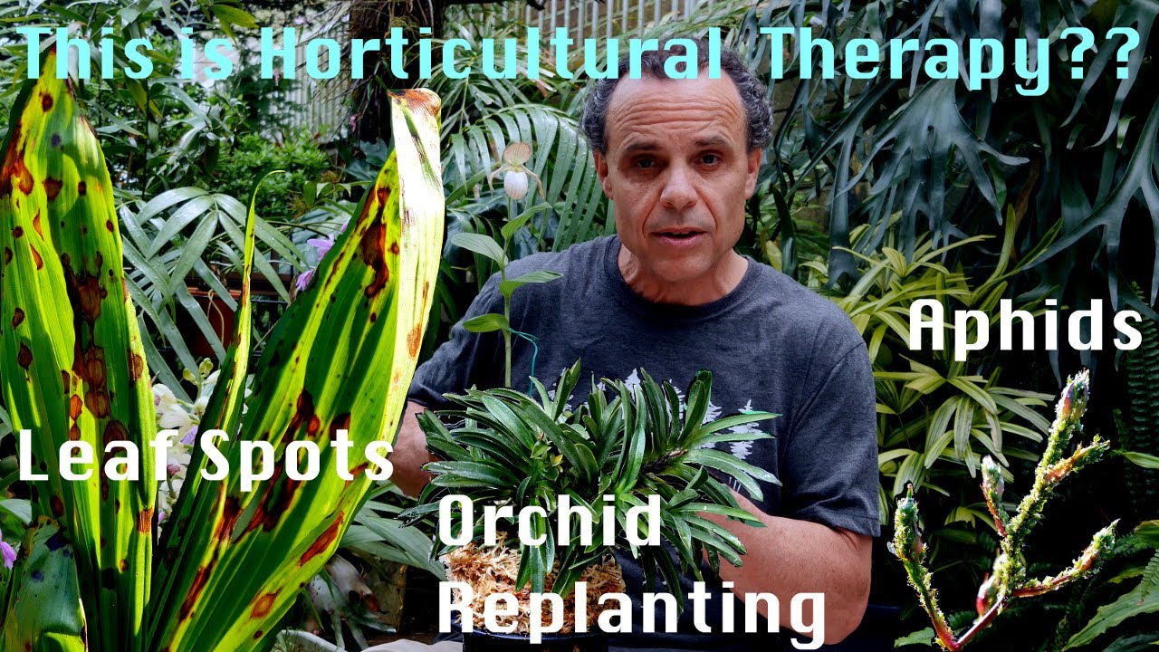 Plant Diseases, Aphids, and Leaf Spots - is this Horticultural Therapy?