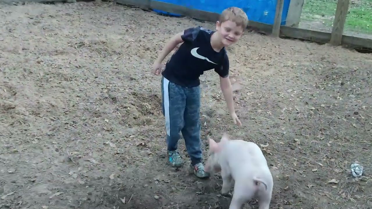 Raising pigs on homestead. Spending time with them is a must.