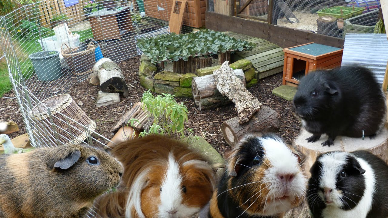 New Guinea Pig Enclosure