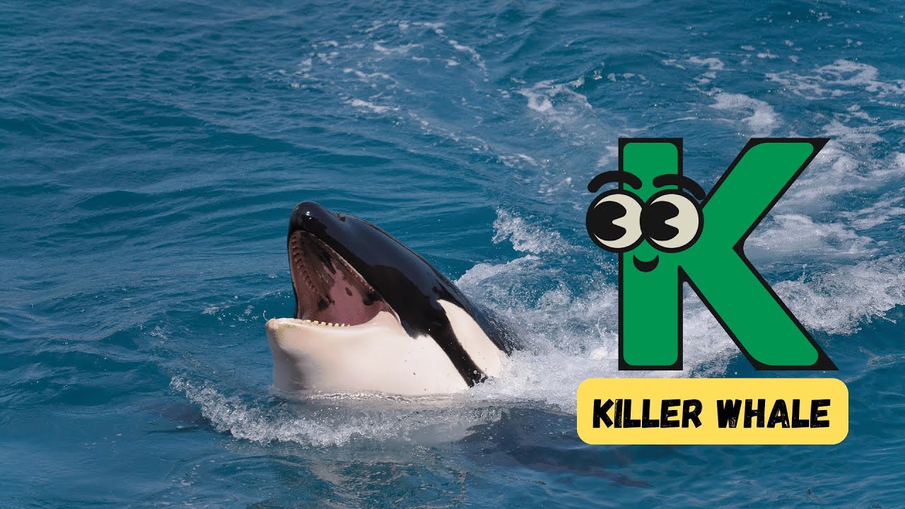 Land & Sea Animal Song Video for Kids | Fun Animal Learning for Children | #abcd | #kids | #learning