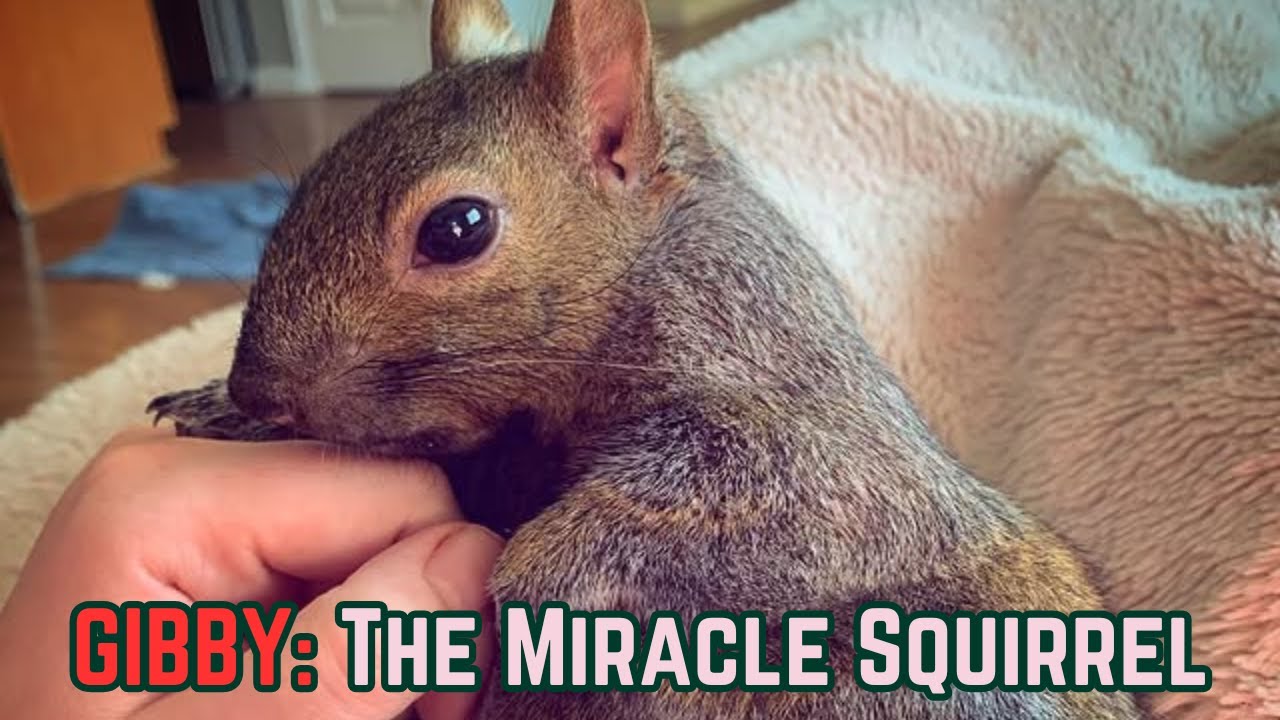 Gibby: 🐿️ The Tiny Squirrel Who Changed My Life 💖