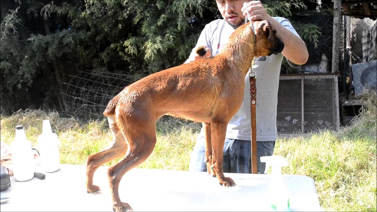Estética del Boxer | Como bañar a tu mascota