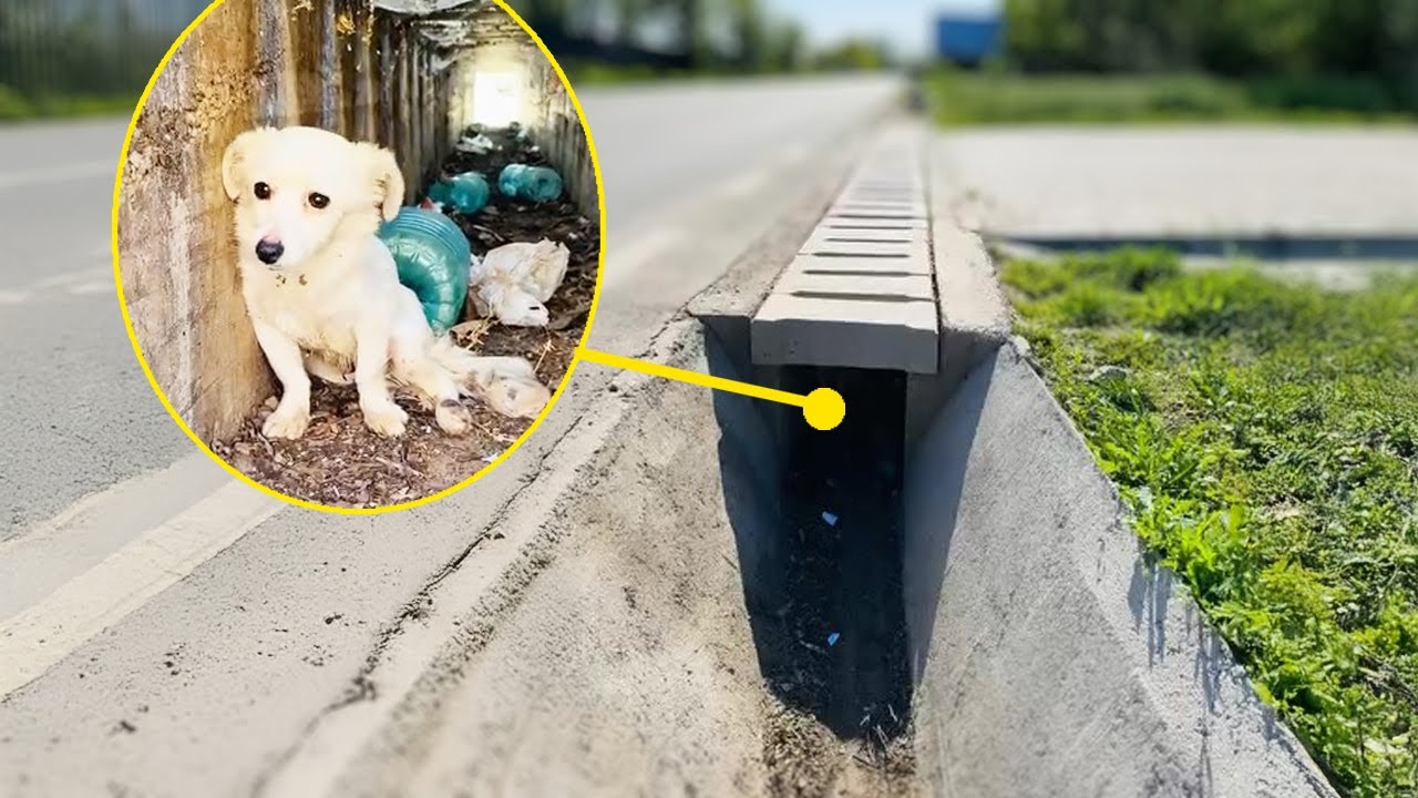 Why Was This Puppy Crying Under the Drain? What We Discovered Was Shocking