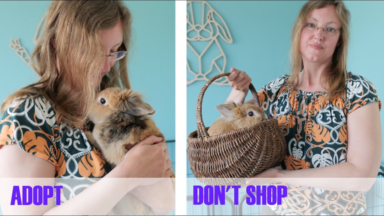 ADOPT DON'T SHOP: Why it is better to adopt your bunny from a rabbit rescue