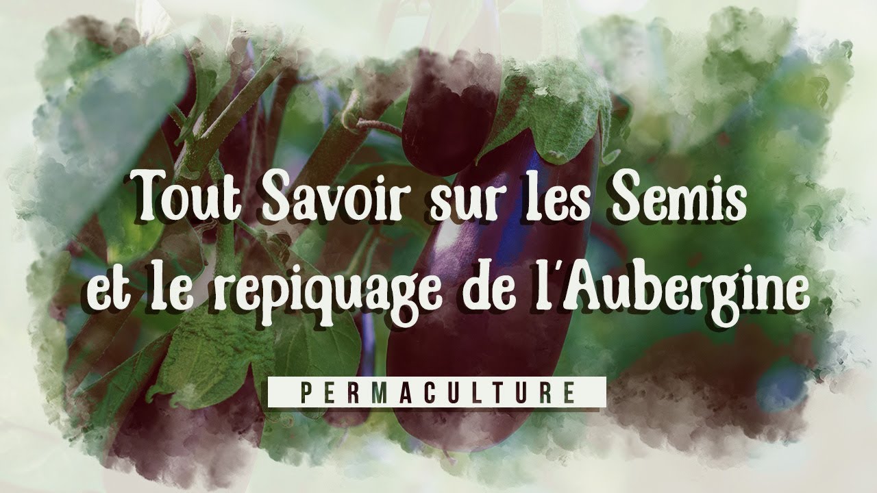 Tout Savoir sur les Semis et le repiquage de l'Aubergine 🍆