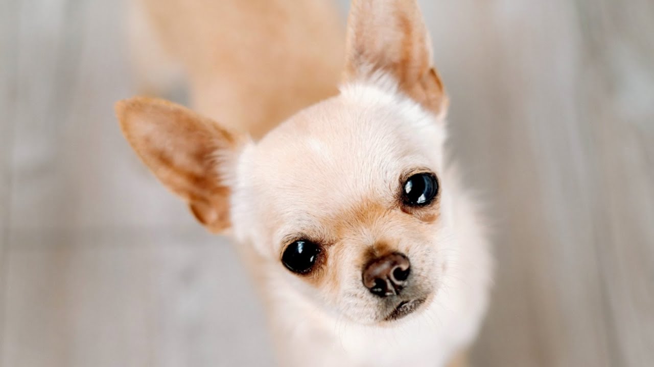 Meet Our New Friend Chico the Chihuahua Puppy!