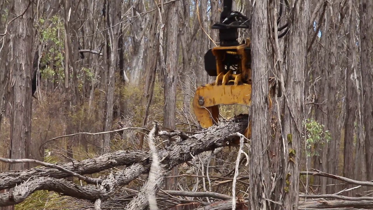 GMT050 grapple saw cutting Lancewood - Australia