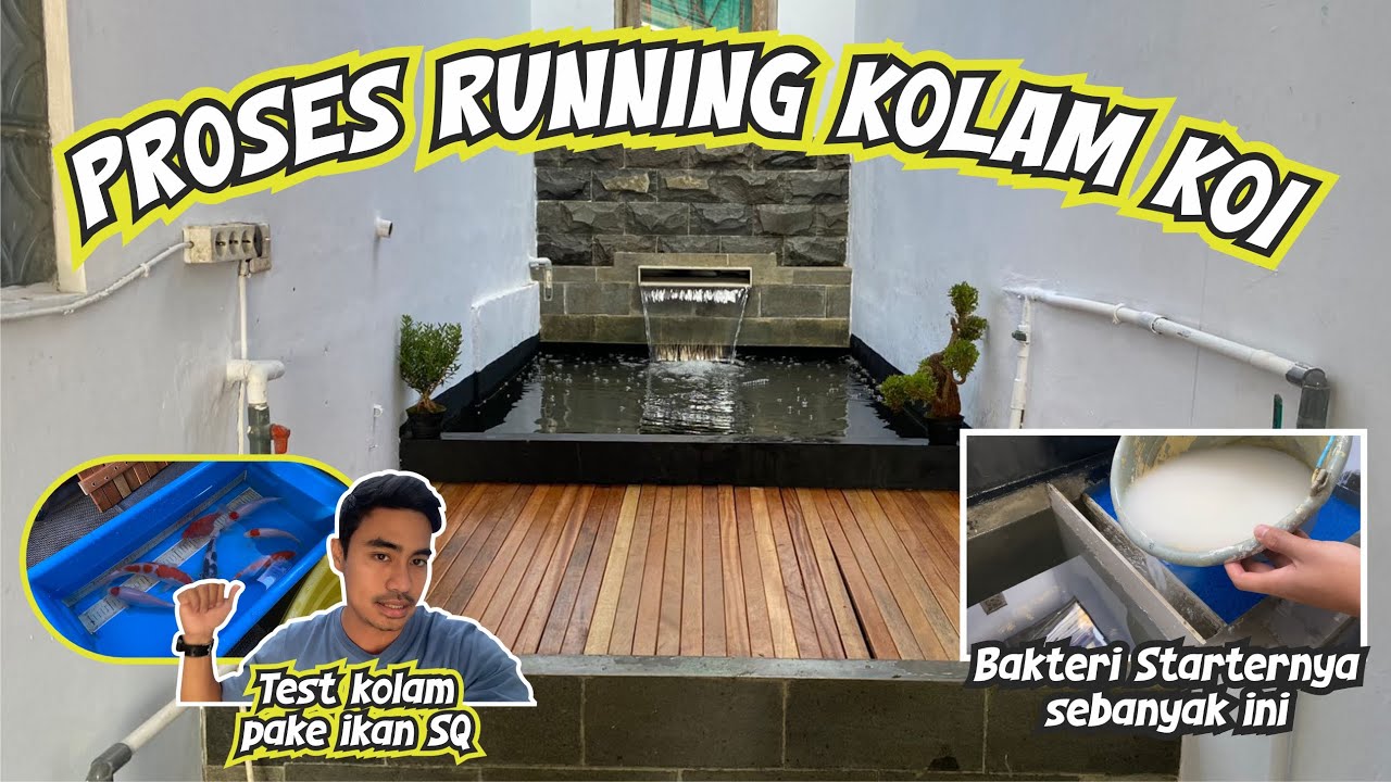 CARA  MENGELOLA AIR PERTAMA KALI MASUK KOLAM KOI BARU | RUNNING KOLAM KOI | KOLAM KOI MINIMALIS