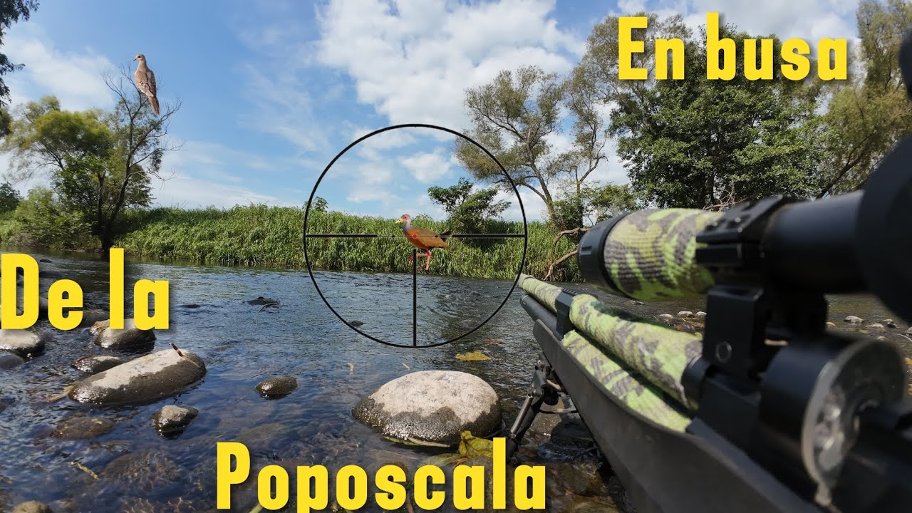 Caceria En BUSCA de la POPOSCALA 🐦‍🔥||PATAS DE FUEGO||