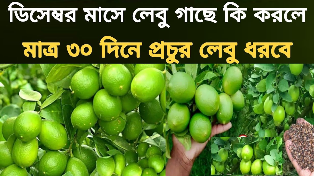 এখন লেবু গাছে কি সার দিলে এবং কি ধরনের পরিচর্যা করলে খুব সহজেই প্রচুর পরিমাণে ফুল ফল হবে দেখুন