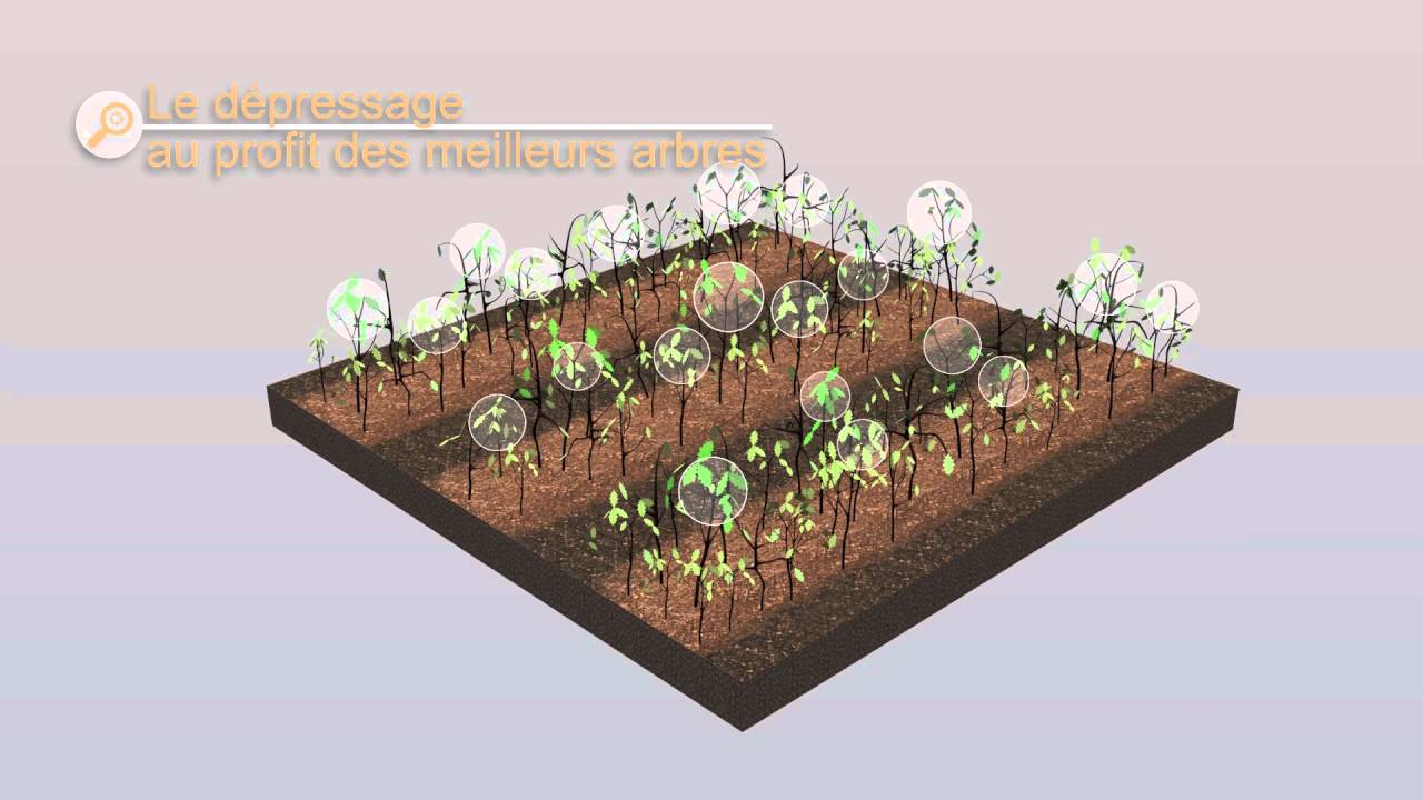 Assurer l’avenir de mes jeunes chênes