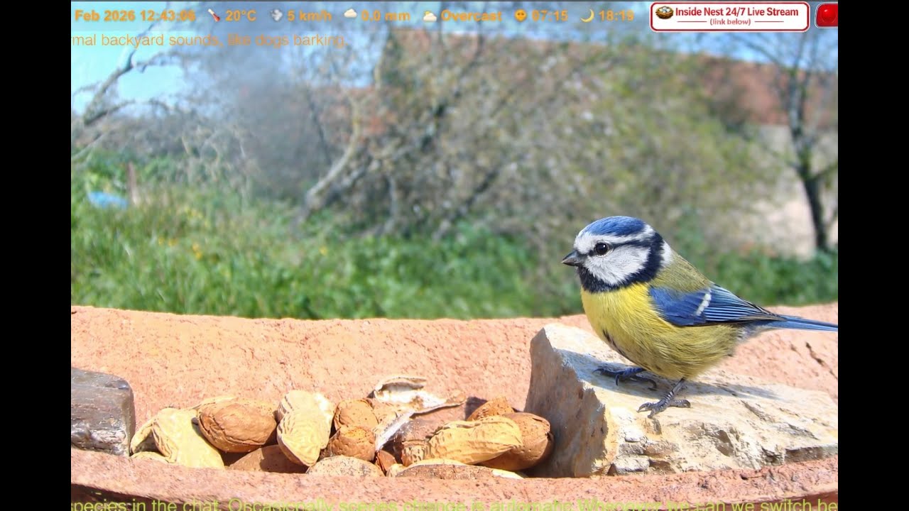 24.02.2026 09:30 🟥 LiveStream – Bird Activity at a Peaceful Backyard Pond