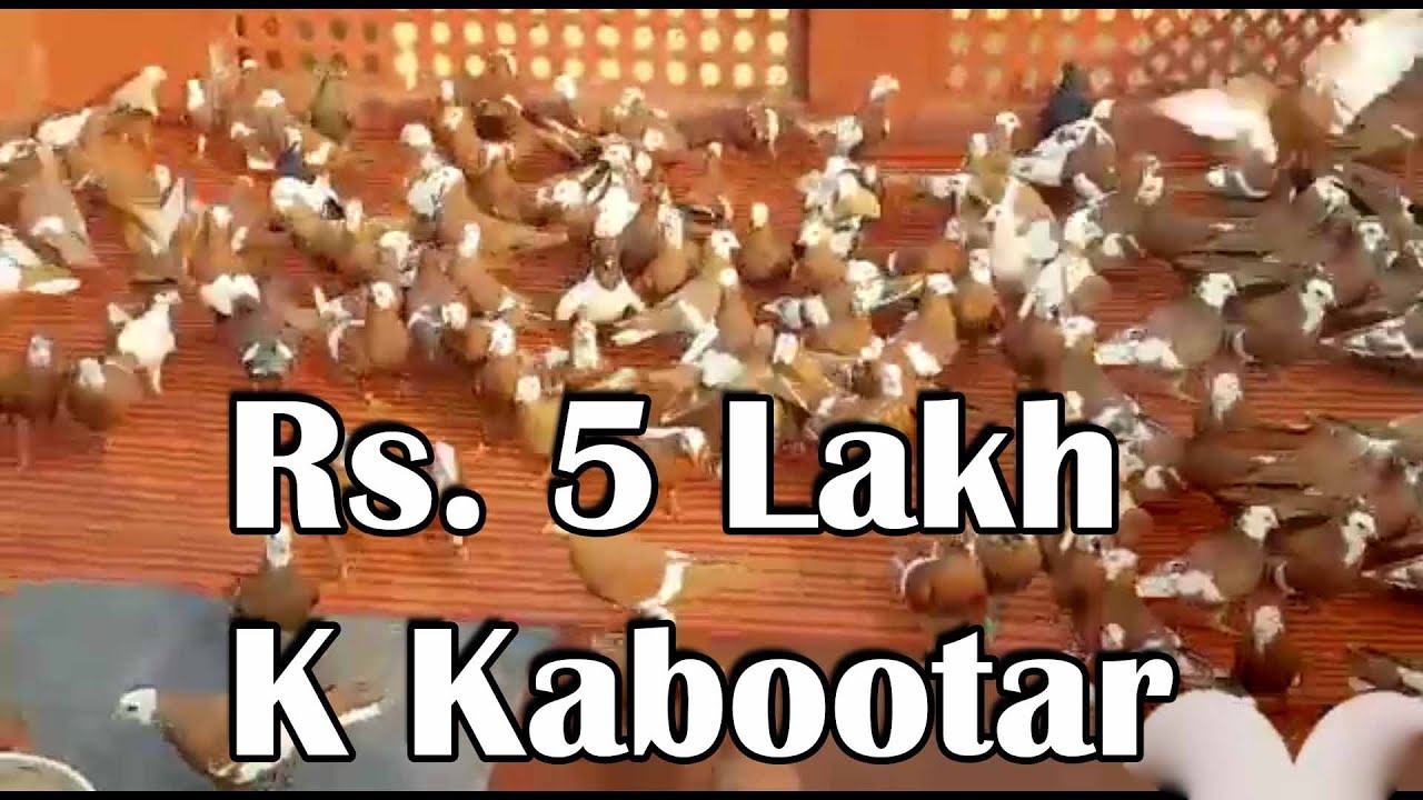 Gufran Pigeon Loft | Gufran bhai K Kabootar ka Lajawab Shoq | Delhi Pigeon