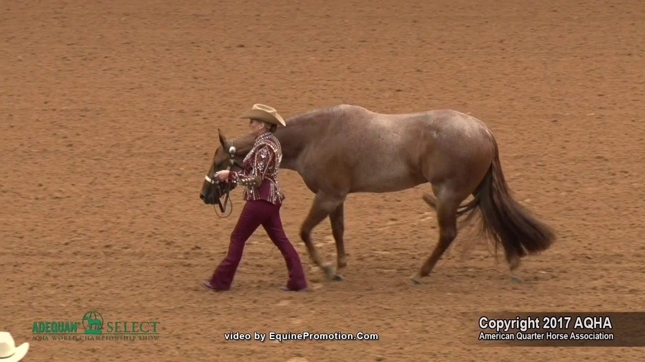 2017 AQHA Select Showmanship