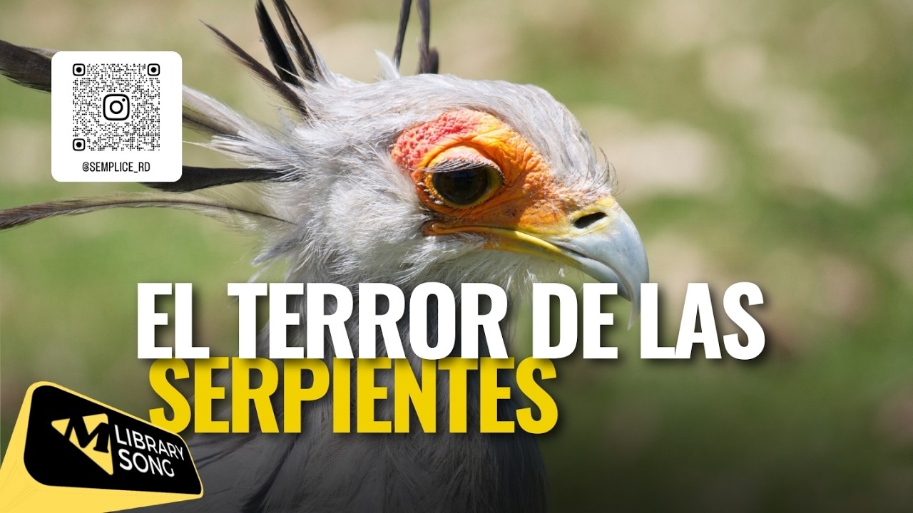 El ave que caza serpientes caminando | La increíble Ave Secretaria