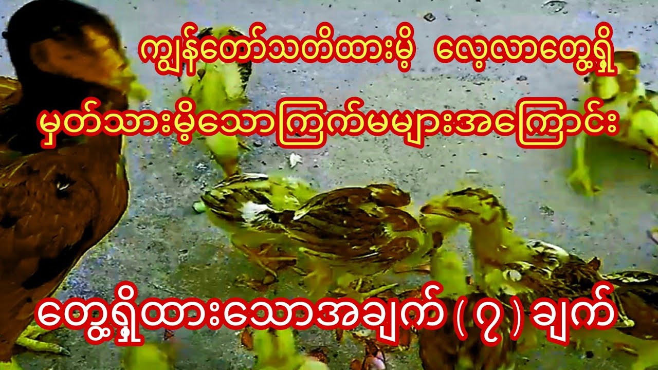 ကြၽန္​​ေတာ္​သတိထားမိ့ ​ေတြ႔ရိွ့မမွတ္​သားမိ့​ေသာၾကက္​မမ်ားအ​ေၾကာင္​း ​ေတြ႔ရိွ့ထား​ေသာအခ်က္​(၇)ခ်က္​