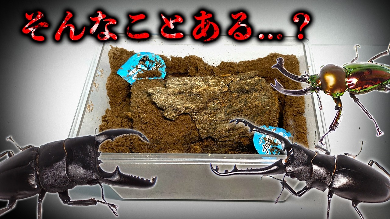 【まさかの事態に】世界のクワガタを飼育してみた結果...