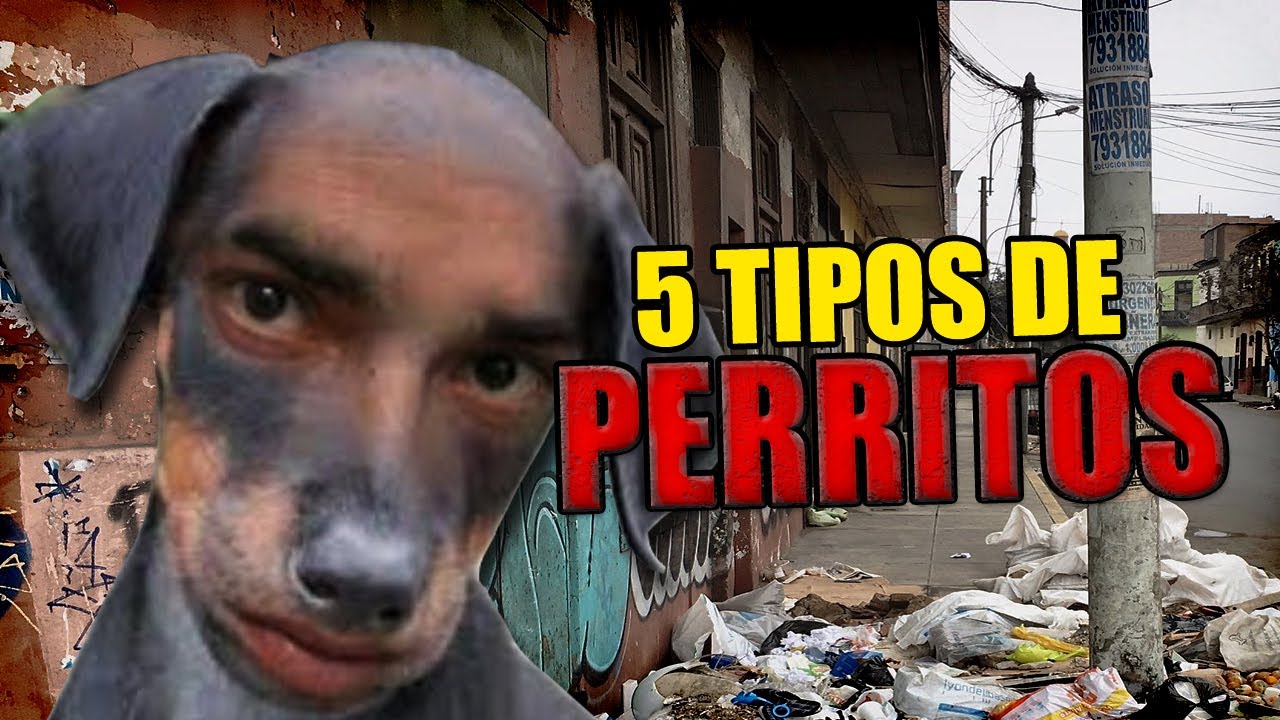 ¿Los Conocías? 🐶🐺❤️ #Top 5 tipos de PERROS