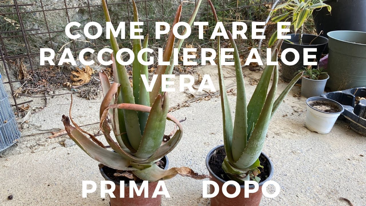 Come POTARE e RACCOGLIERE le FOGLIE DI ALOE VERA!