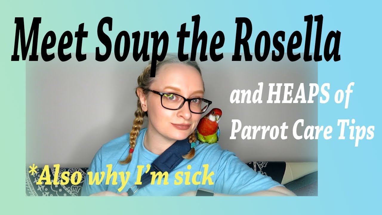 Soup the Eastern Rosella, Parrot Care, and My Illness(es).