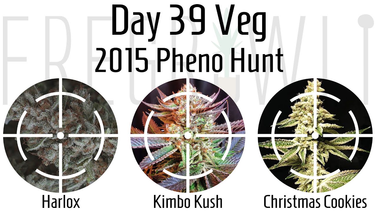 Day 39 Veg - Harlox/Kimbo Kush/Christmas Cookies Pheno Hunt