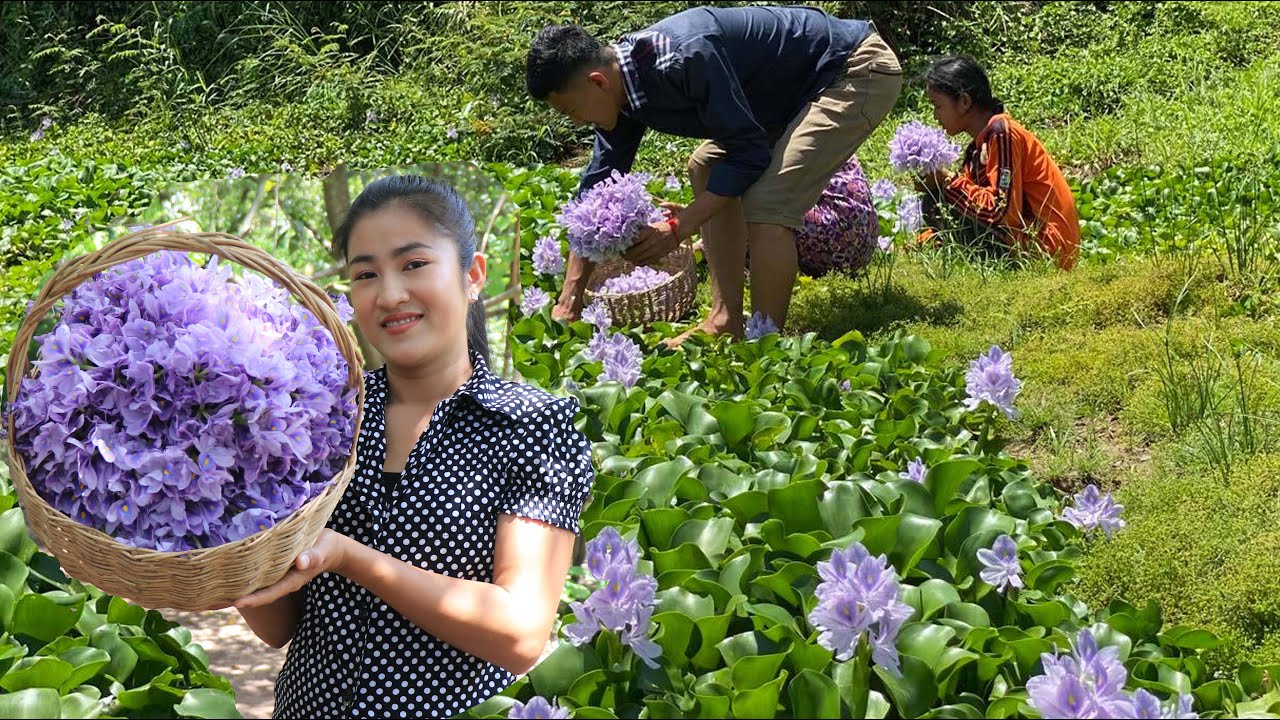 Pick Water Hyacinth From The Village Lake  / Water Hyacinth Recipe / By Countryside Life TV.