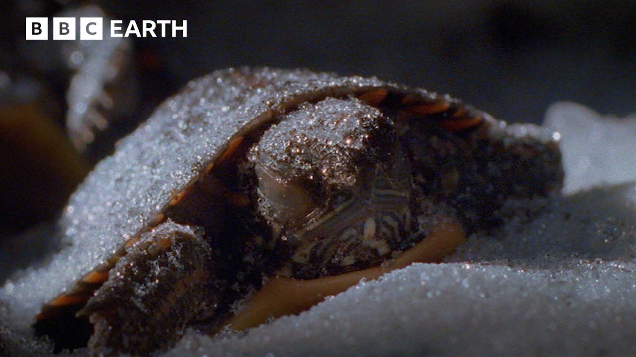 These Turtles Defrost After Freezing in the Winter | BBC Earth