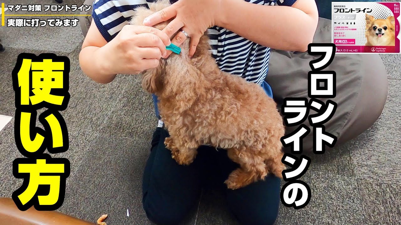 うちのマダニ対策を紹介します【フロントライン】【犬】