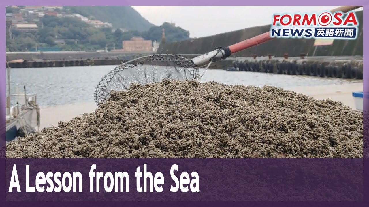 Pumice stones deliver a lesson from the depths of the sea