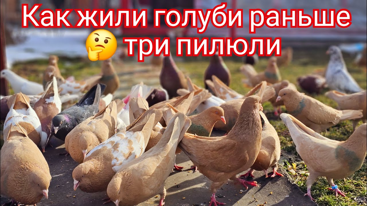 Три препарата и голуби жили (Раньше)