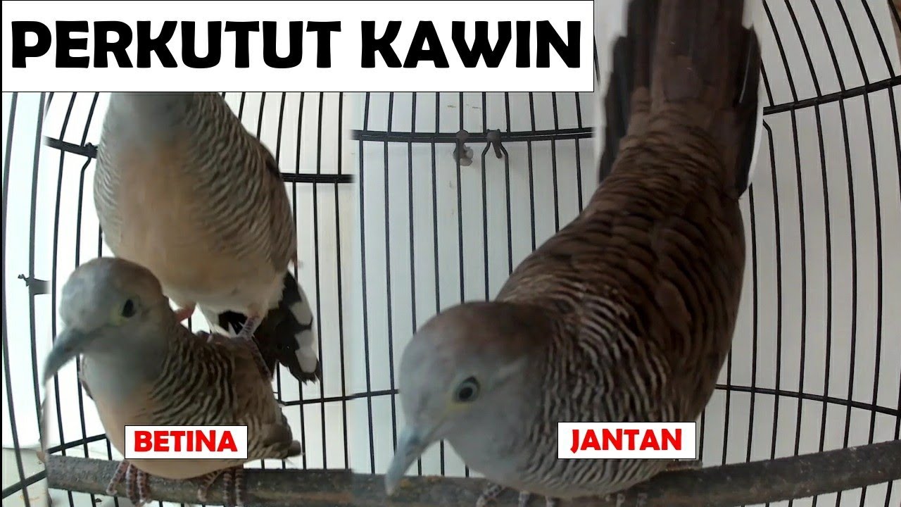 🔴 Suara Perkutut Jantan Emosi Mikat Kawin Kutut Betina