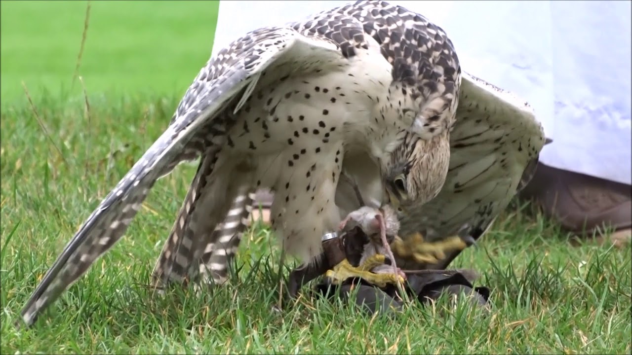 Weltvogelpark Walsrode