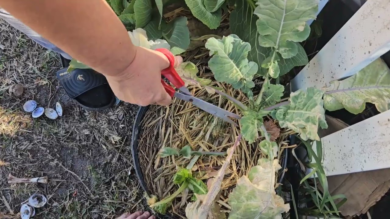 Florida garden reset after unexpected freeze 🥶