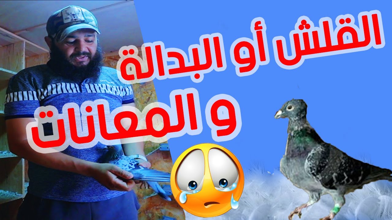 معلومات عن فترة القلش مع البطل هشام شعار رغم المرض |فترة القلش عند الحمام الزاجل | القلش أو البدالة