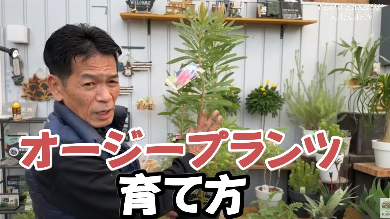 オージープランツの育て方を説明　それとネコチップが大量入荷したライブが途中で終わったので再度【おうちでガーデニング】開花園チャンネル