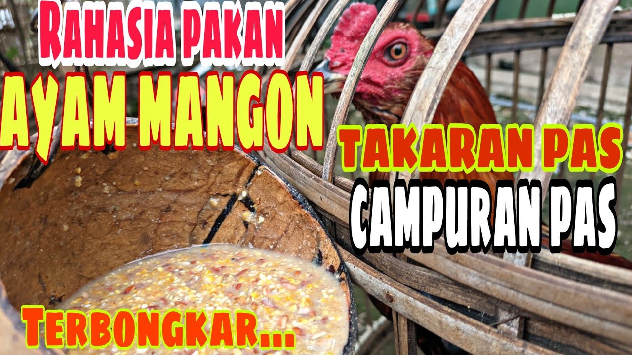 Takaran pakan untuk perawatan ayam muda jenis mangon dan Pama IQ line