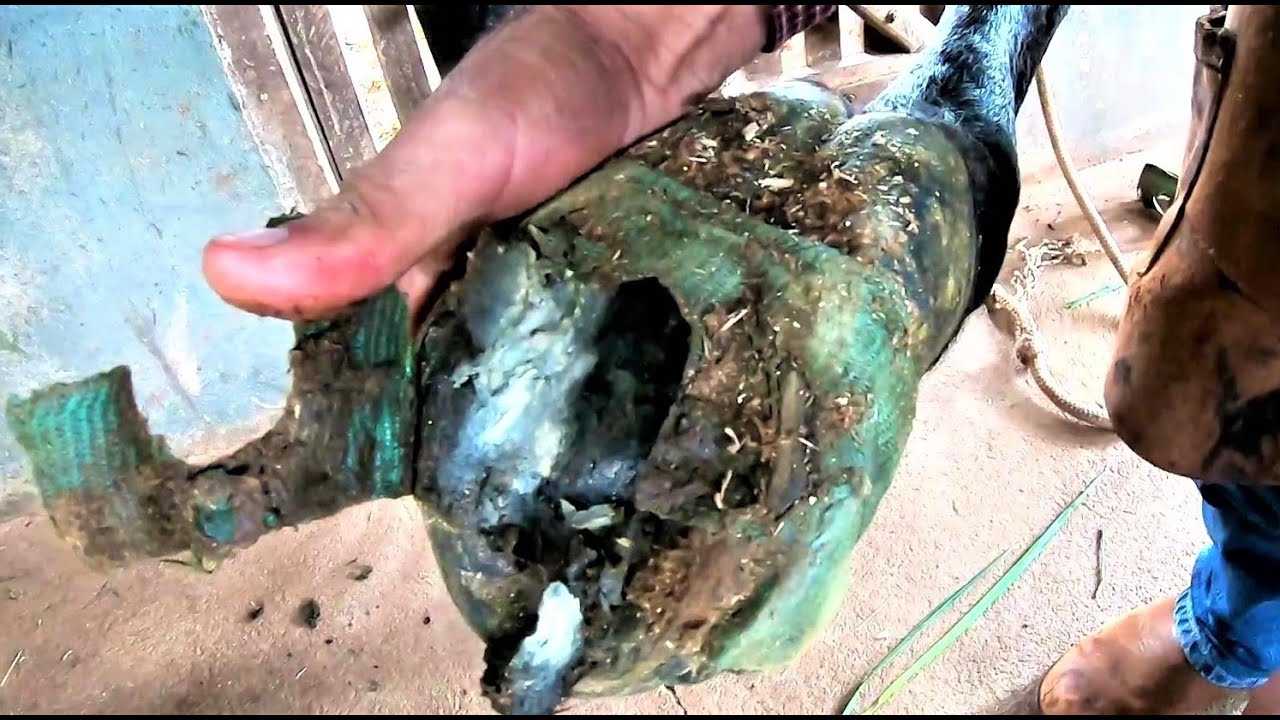 2 Cascos  com   LAMINITE   Avançada... caso Grave