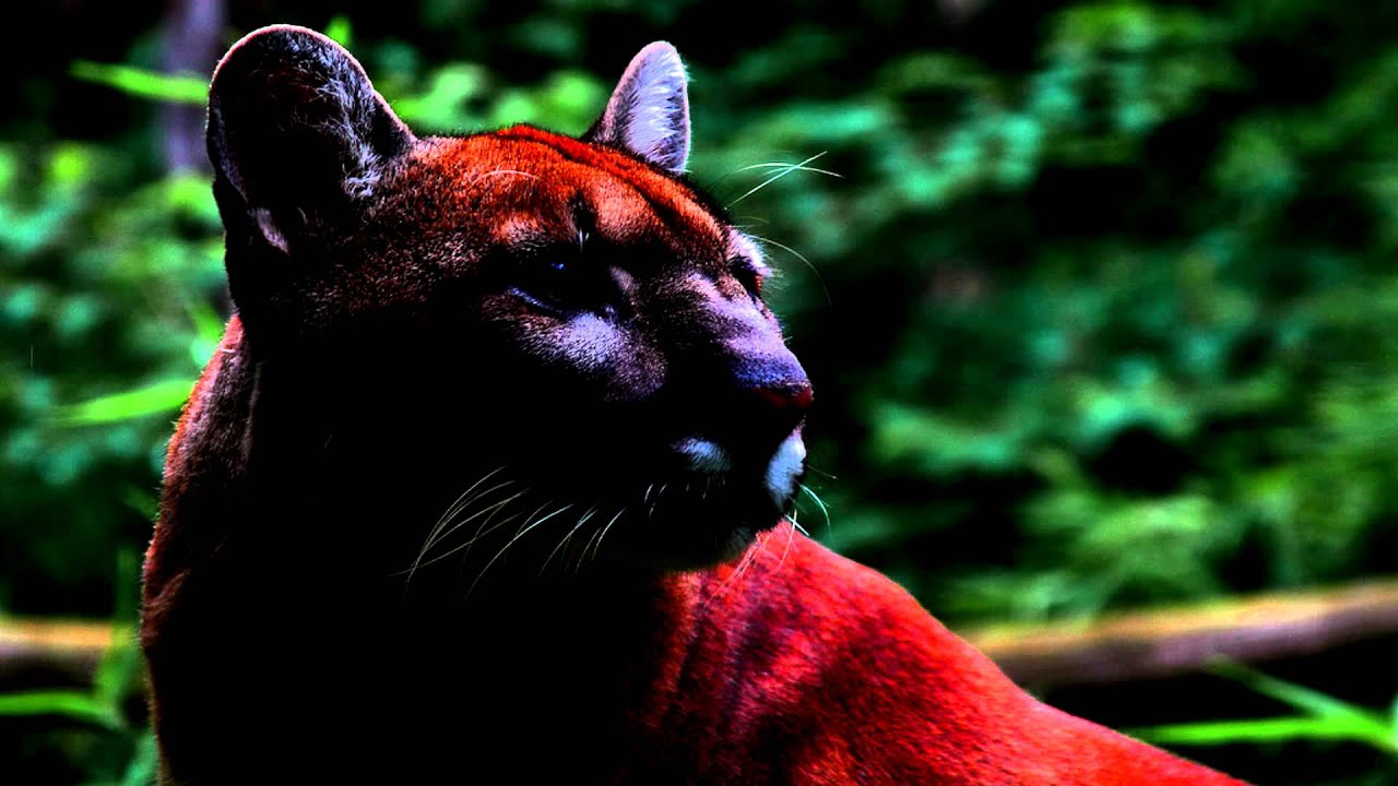Cougar roar SOUND EFFECTS