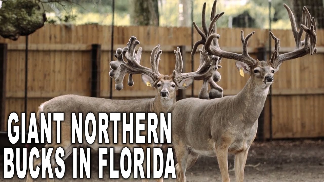 One of the best Deer Farms in the Galaxy! | Deer Farming