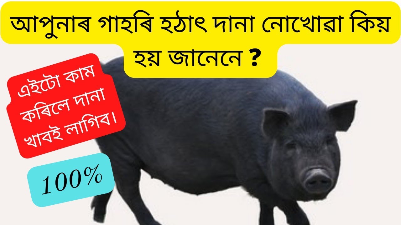 আপুনাৰ গাহৰি হঠাৎ দানা নোখোৱা হলে এইটো কাম কৰিব।