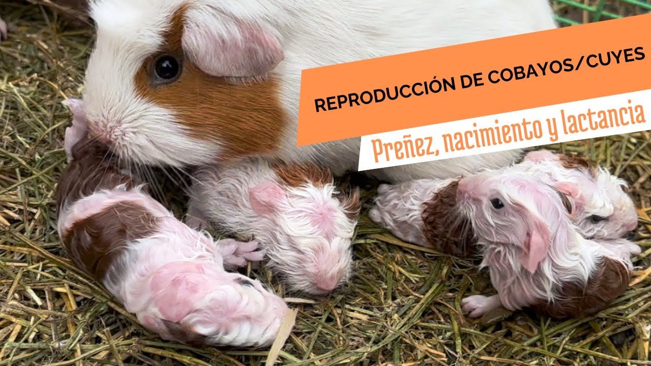 Reproducci&oacute;n de cobayos/cuyes 🐹 (pre&ntilde;ez, parto y lactancia)