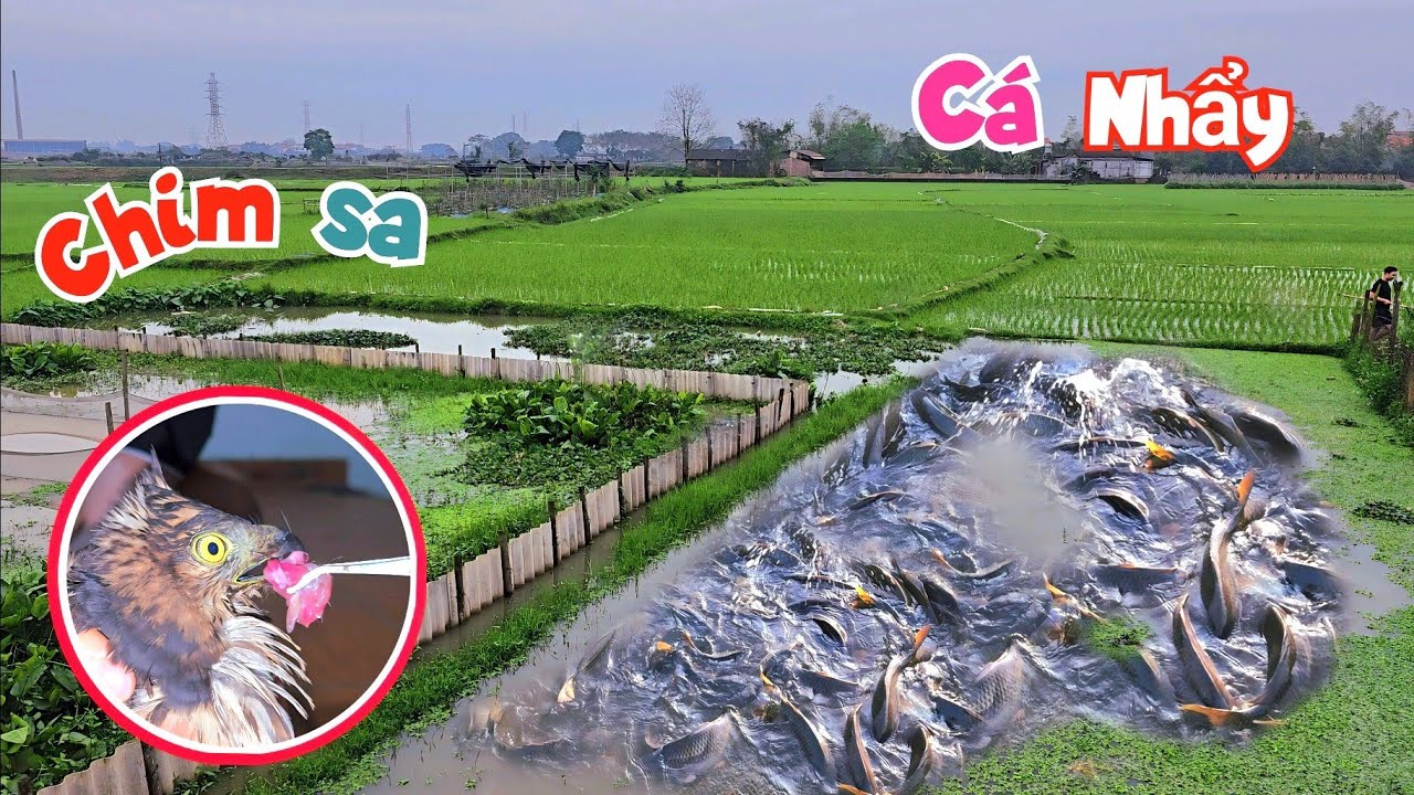Bắt Được Đại Bàng Ưng Bay Vào Vườn Nhà Sau Cơn Mưa Lớn Và Cá Chép Ao Nhảy Cả Lên Bờ / Quế Nghịch