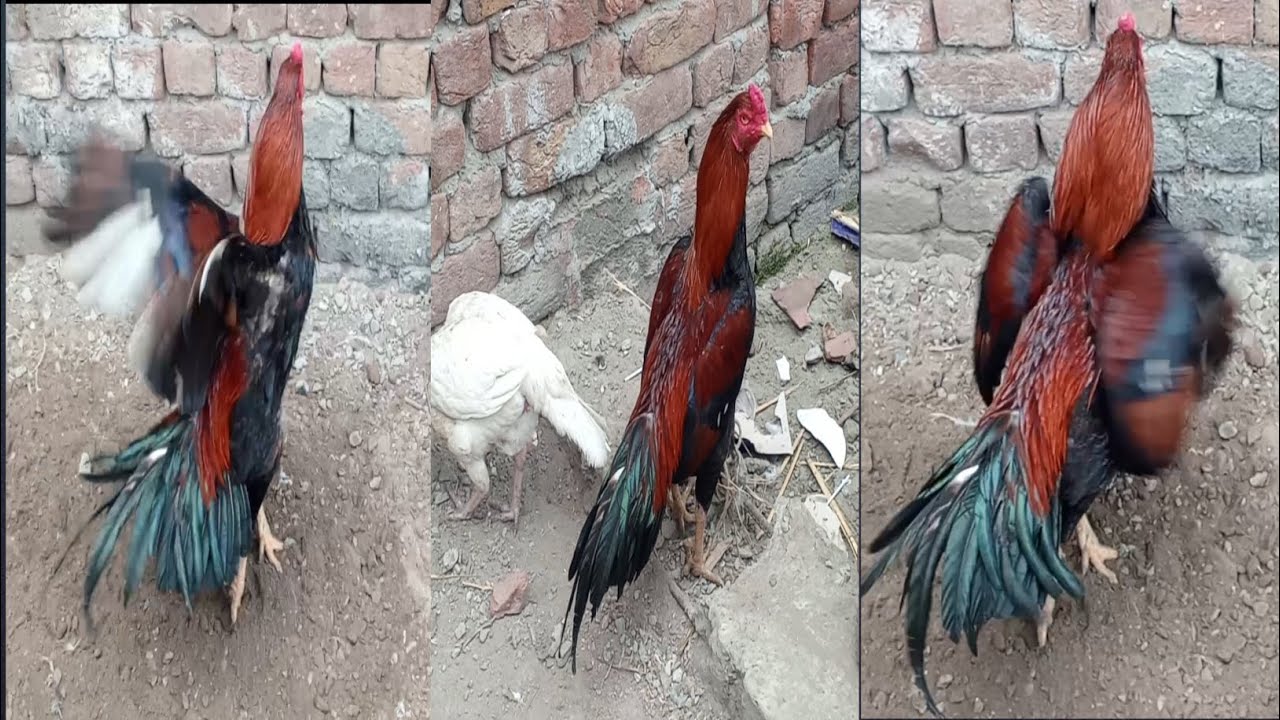Daliy vilonG aaj G #king #lakha Full 14/2/2026 #aseelmurgamasti main #aseelmurga 