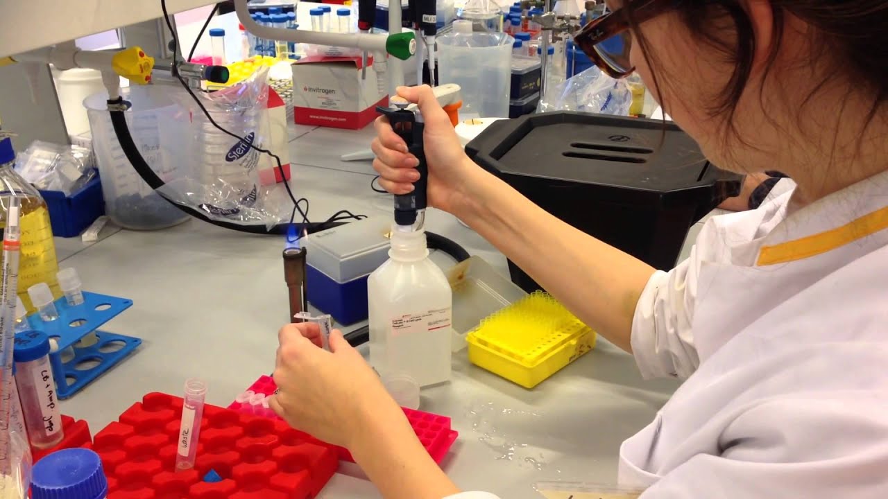 Beta-galactosidase ONPG activity assay