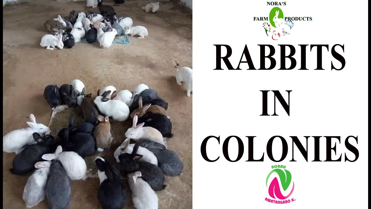 RAISING RABBITS FOR MEAT IN COLONIES. RABBIT HOLES